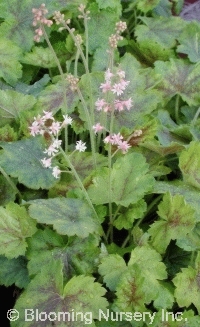 Heucherella 'Rosalie'